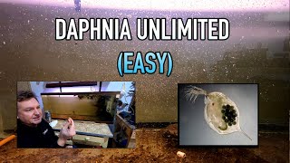 How I Raise Daphnia Water Fleas And You Can Too [upl. by Eirised729]