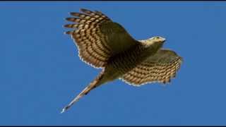 Sparrowhawk Bird Call Bird Song [upl. by Aaren428]