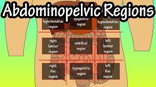 Abdominopelvic Quadrants And Regions  Abdominal Quadrants [upl. by Adnilam102]