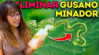 🐛 GUSANO BARRENADOR Minador 🥀 3 FORMAS para ELIMINARLO [upl. by Gowrie]