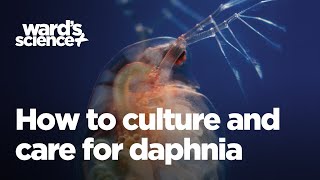 Caring and Culturing for Daphnia [upl. by Marieann]