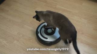 Cat shows HOW TO use iRobot Roomba Vacuum [upl. by Adlesirc]