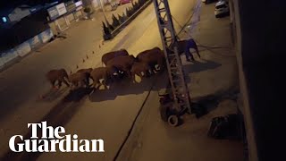 Escaped elephants wreak havoc in southwest China [upl. by Krista115]