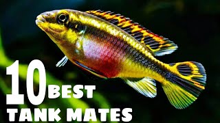 10 Most Suitable Tank Mates For Kribensis Cichlid [upl. by Eelyek764]