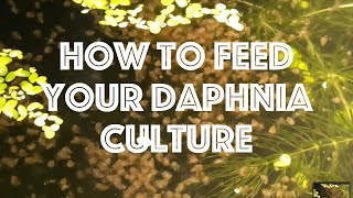 How To Feed Your Daphnia Culture [upl. by Ayardna]