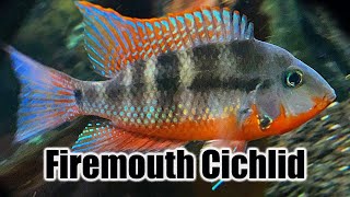 Firemouth Cichlid  Care Guide amp Species Profile [upl. by Brookner332]