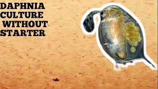 HOW TO CULTURE DAPHNIA NATURALLY WITHOUT A STARTER [upl. by Ainesy]