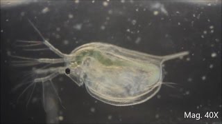 Daphnia magna under the Microscope [upl. by Eannaj]