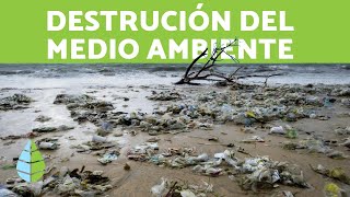 DESTRUCCIÓN del MEDIO AMBIENTE y del HÁBITAT [upl. by Baxie]