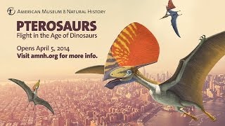 Pterosaurs Flight in the Age of Dinosaurs [upl. by Stanwood]