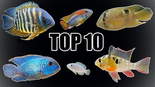 Top 10 Most quotPeacefulquot Cichlids [upl. by Verras]