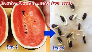 How to grow watermelon from seeds [upl. by Forster]