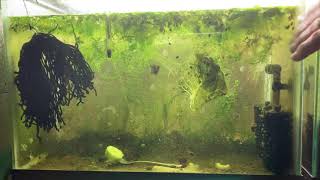 Scuds Daphnia Cherry Shrimp Copepods My aquatic food culture [upl. by Irena]