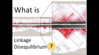 What is Linkage Disequilibrium  Genomics [upl. by Nosreme]