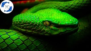 15 Most Venomous Animals on Earth [upl. by Luapnaes929]