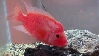 THE RED DEVIL CICHLID  Care Guide amp Info [upl. by Rebba307]