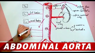 Anatomy  Abdominal Aorta Branches [upl. by Lian]