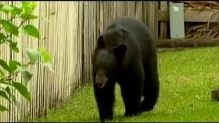 Brutal Bear Attack in Florida [upl. by Enttirb]