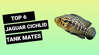 TOP 6 TANK MATES FOR JAGUAR CICHLID  FINDING FISHES [upl. by Erdnoed]