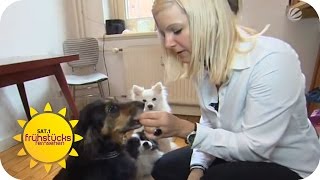 Ist veganes Hundefutter gesund  SAT1 Frühstücksfernsehen [upl. by Esemaj]