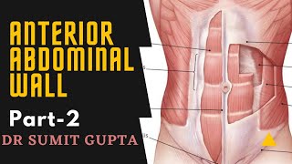 ANTERIOR ABDOMINAL WALL Part2 [upl. by Hulburt]