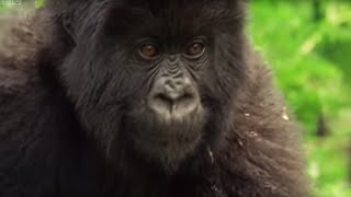 Meet This Family of Mountain Gorillas  Cousins  BBC Earth [upl. by Arukas930]