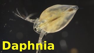 Daphnia [upl. by Aihseya]