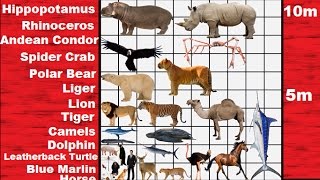 Animal Size Comparison 2D [upl. by Allerym]