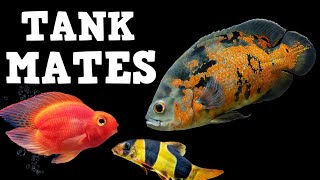 TOP 10 Tank Mates For Oscar Fish [upl. by Borek]