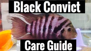 Black Convict Cichlid Care Guide [upl. by Heidie]