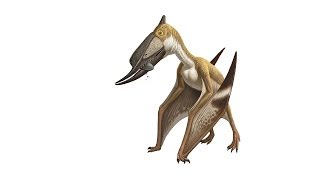 What Is a Pterosaur [upl. by Nwahsek]