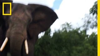 Watch Elephant Attack From a Survivor’s POV  National Geographic [upl. by Raybin]