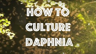 How To Culture Daphnia Magna [upl. by Cheria566]