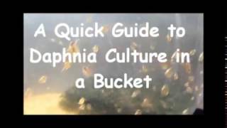 How to culture daphnia outside [upl. by Oitaroh]