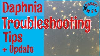 How to a Troubleshoot a Daphnia Culture [upl. by Trueman56]