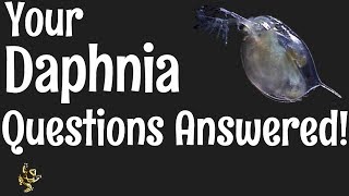 Daphnia Questions Answered [upl. by Aillij]