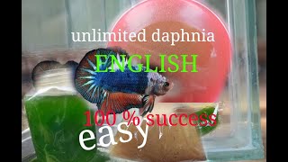 daphnia moina culture Easy way Unlimited production English  with sub Green water Chlorella [upl. by Anesusa203]