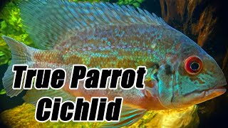 True Parrot Cichlid  Care Guide amp Species Profile [upl. by Bruno544]