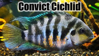 Convict Cichlid  Care Guide amp Species Profile [upl. by Brig]