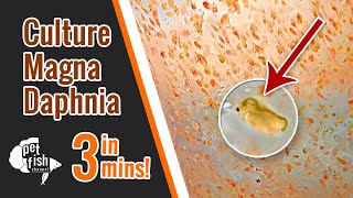 How to culture DAPHNIA MAGNA  The easy way [upl. by Eisdnyl]