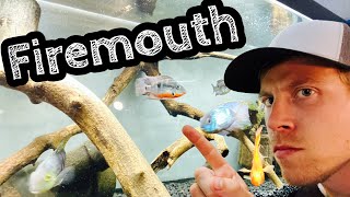 Community Firemouth Cichlids Tank Mates [upl. by Reltuc]