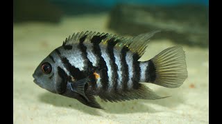 TOP 5 Convict Cichlid tank mates you may NOT KNOW [upl. by Gnni132]