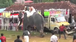 Killer elephant goes berserk trampling Indians at Kerala festival [upl. by Eelyme]