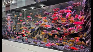 Feeding Time for 100 Male African Cichlid  Beautiful African Fish Tank [upl. by Barney]