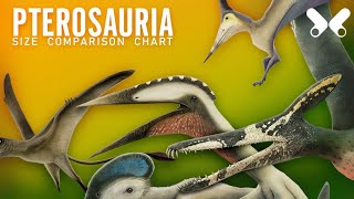 PTEROSAURS  size comparison and data Flying reptiles [upl. by Annavaj]