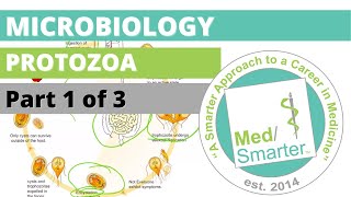 Protozoa  Microbiology  USMLE STEP 1  Part 1 of 3 [upl. by Rogovy]