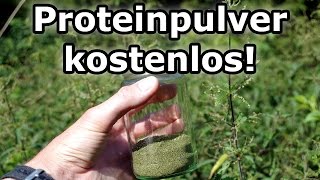 Proteinpulver kostenlos selber machen Muskelaufbau vegan und mit Rohkost Eiweiss Protein [upl. by Justen]