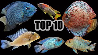 Top 10 Cichlids for a Community Aquarium [upl. by Vernier]