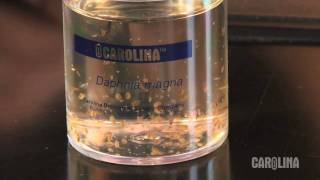 How to Care for Daphnia [upl. by Idnib]