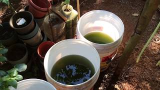 How to grow Green Water Algae [upl. by Whitcomb286]